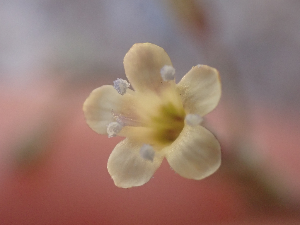 Gilia mexicana (El paso gilia), native California herb