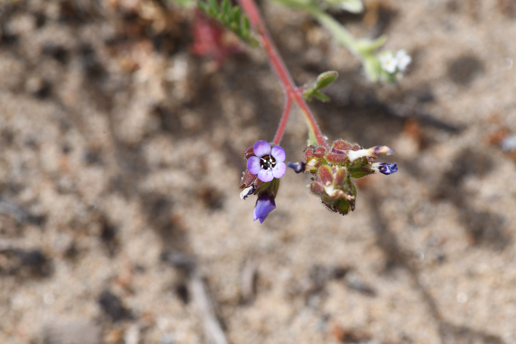 Gilia millefoliata (Dark-eyed gilia), native California herb