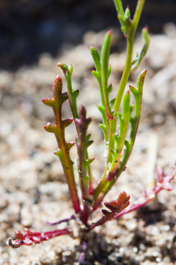 Gilia minor (Little gilia), native California herb