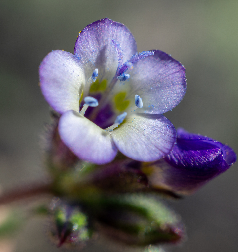 Gilia modocensis (Modoc gilia), native California herb