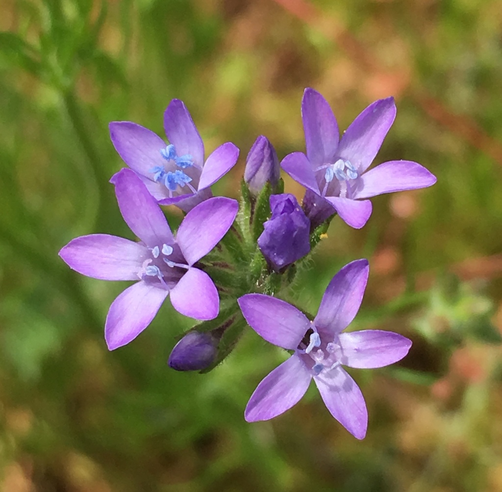Gilia nevinii (Nevin's gilia), native California herb