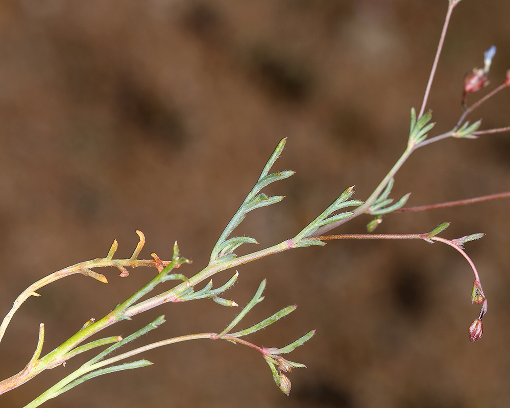 Gilia ochroleuca subsp. bizonata, native California herb