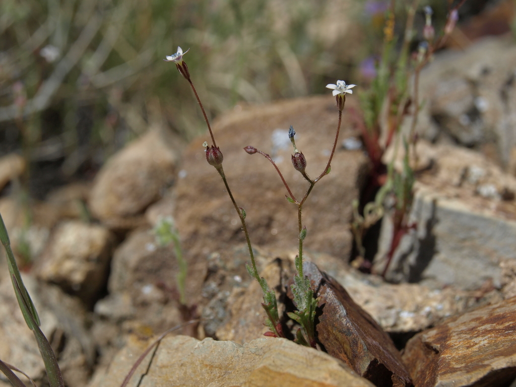 Gilia ochroleuca (Volcanic gilia), native California herb