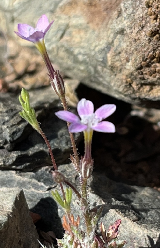 Gilia ophthalmoides (Eyed gilia), native California herb