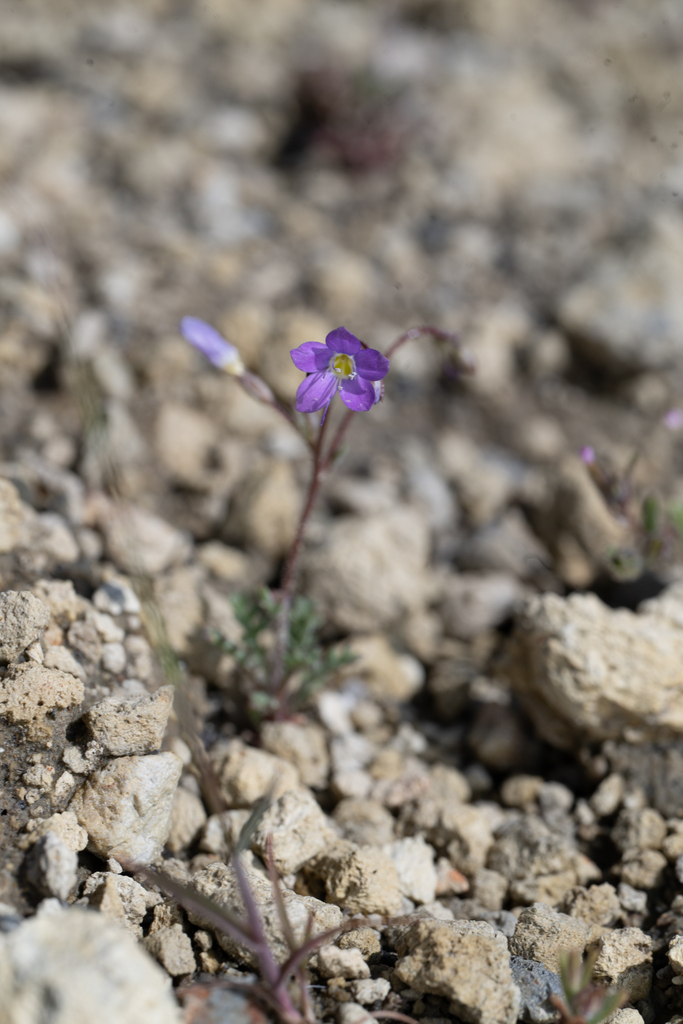 Gilia salticola (Salt gilia), native California herb