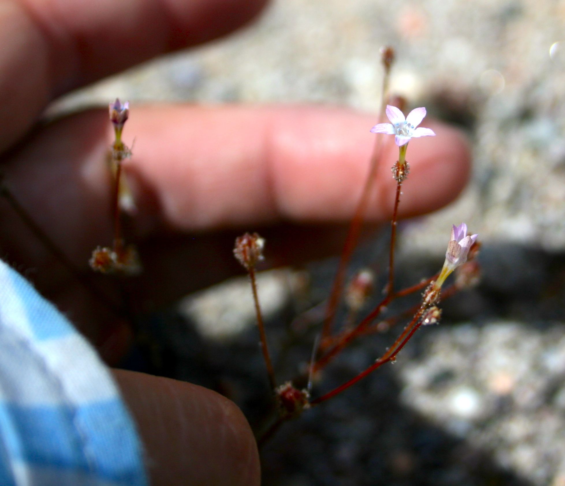 Gilia scopulorum (Rock gilia), native California herb