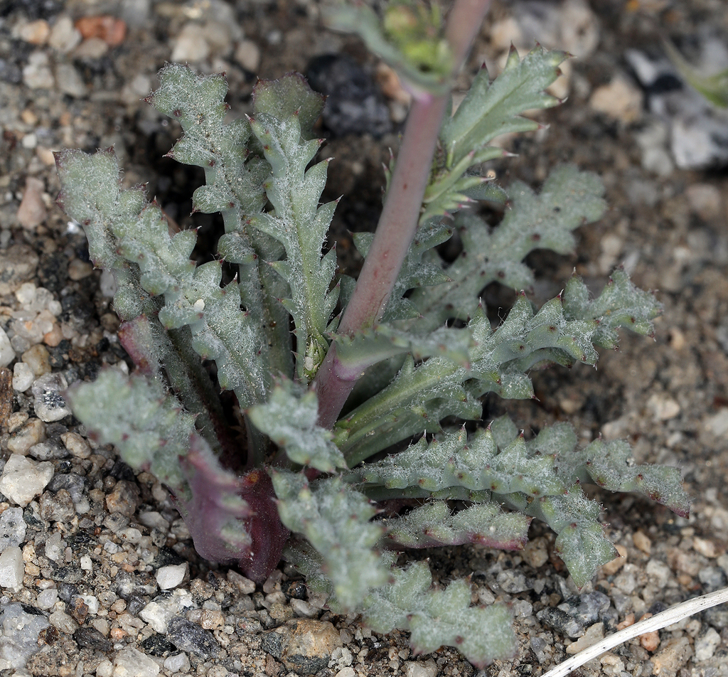 Gilia sinuata (Rosy gilia), native California herb