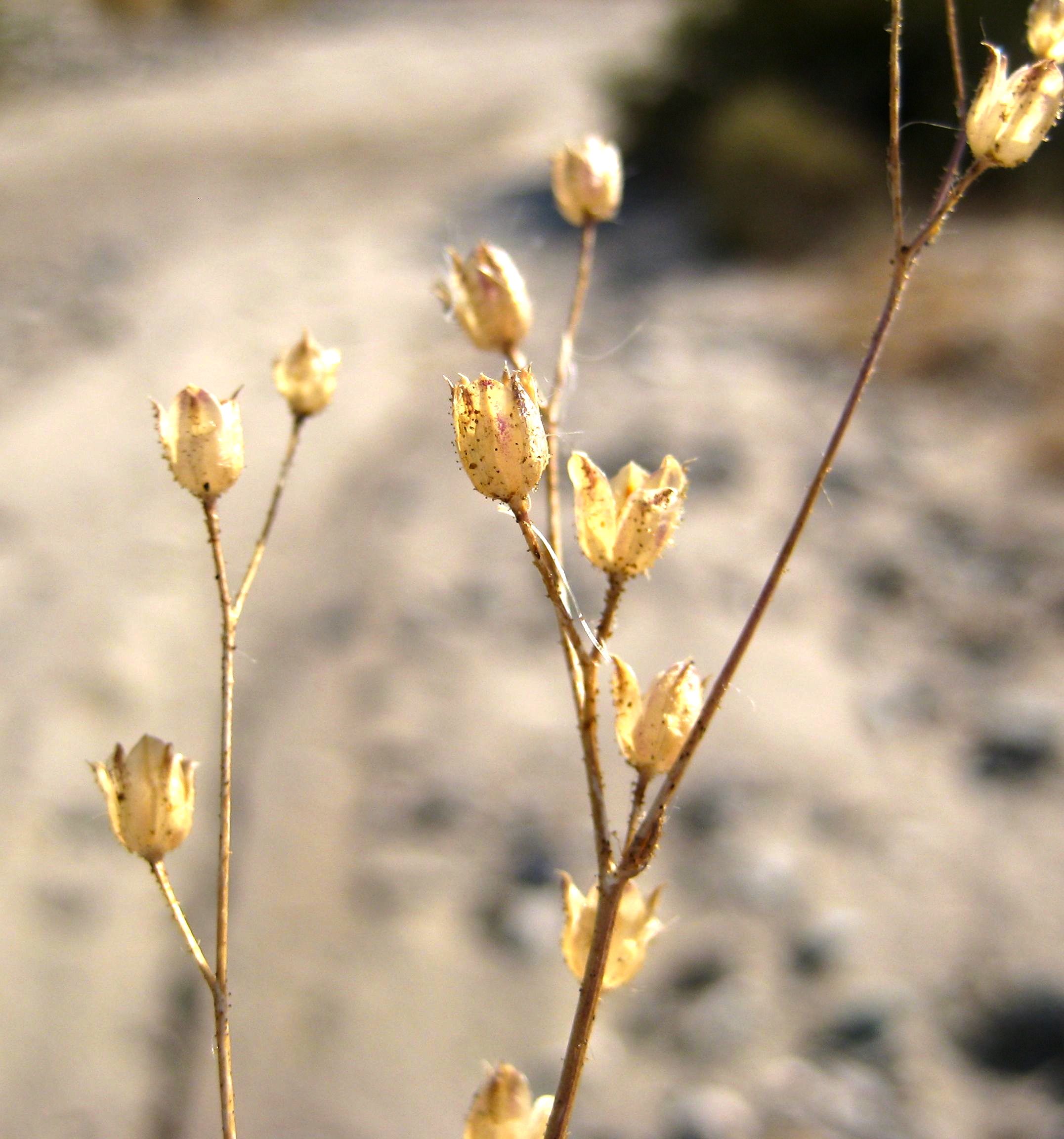 Gilia sp., native California annual