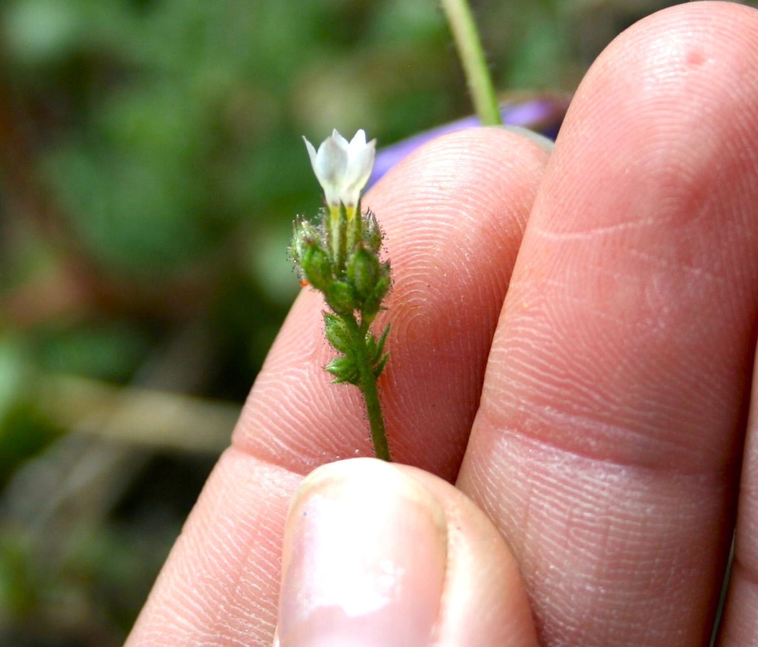 Gilia stellata (Star gilia), native California herb