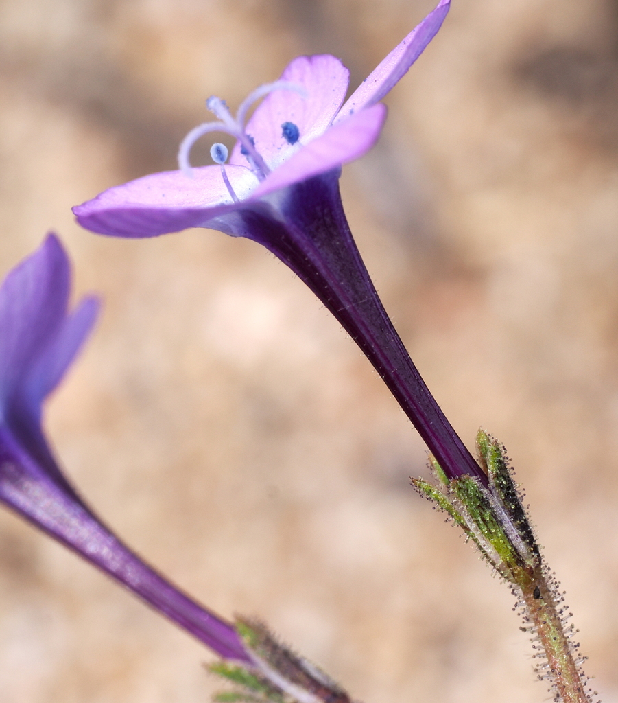 Gilia tenuiflora subsp. docmilleri (Santa lucia gilia), native California annual