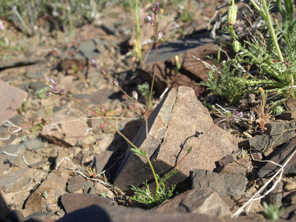 Gilia transmontana (Transmontane gilia), native California herb