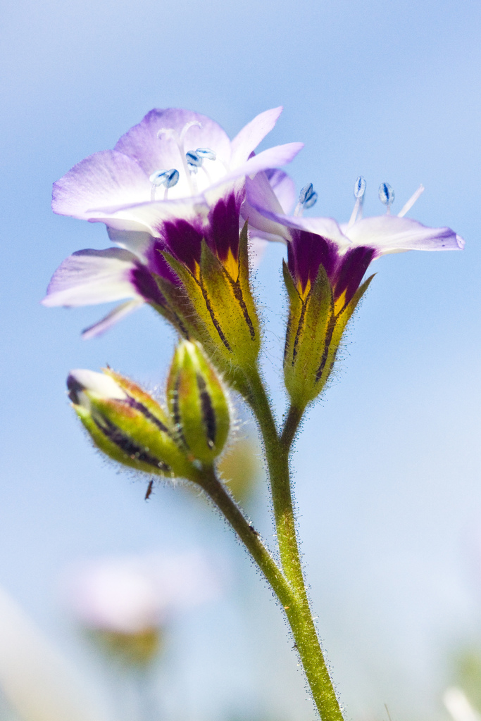 Gilia tricolor subsp. tricolor, native California herb