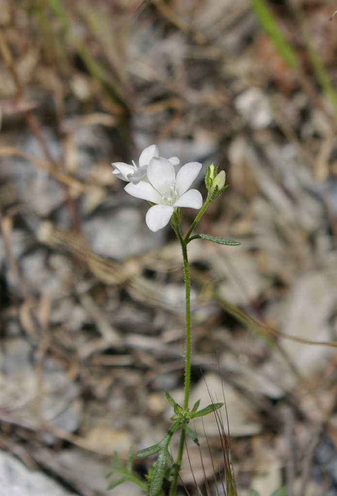 Gilia yorkii (Monarch gilia), native California herb