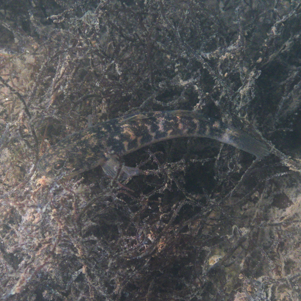 Gillichthys mirabilis (Longjaw mudsucker), California species