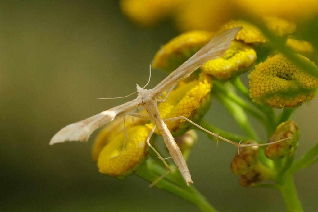 Gillmeria pallidactyla (Yarrow Plume Moth), California species