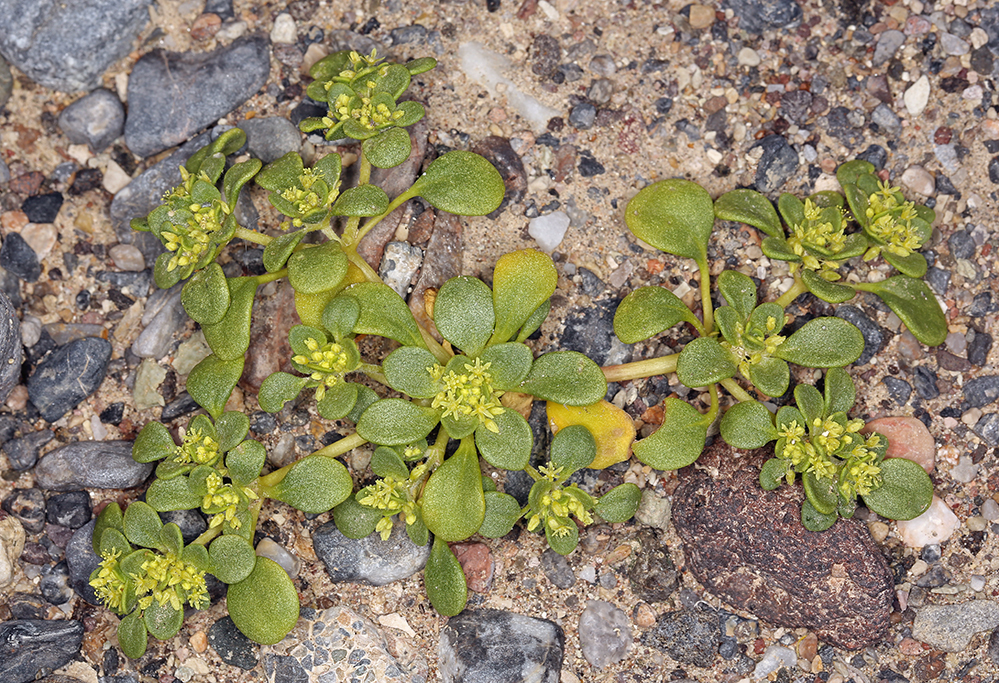 Gilmania luteola (Golden-carpet gilmania), native California herb