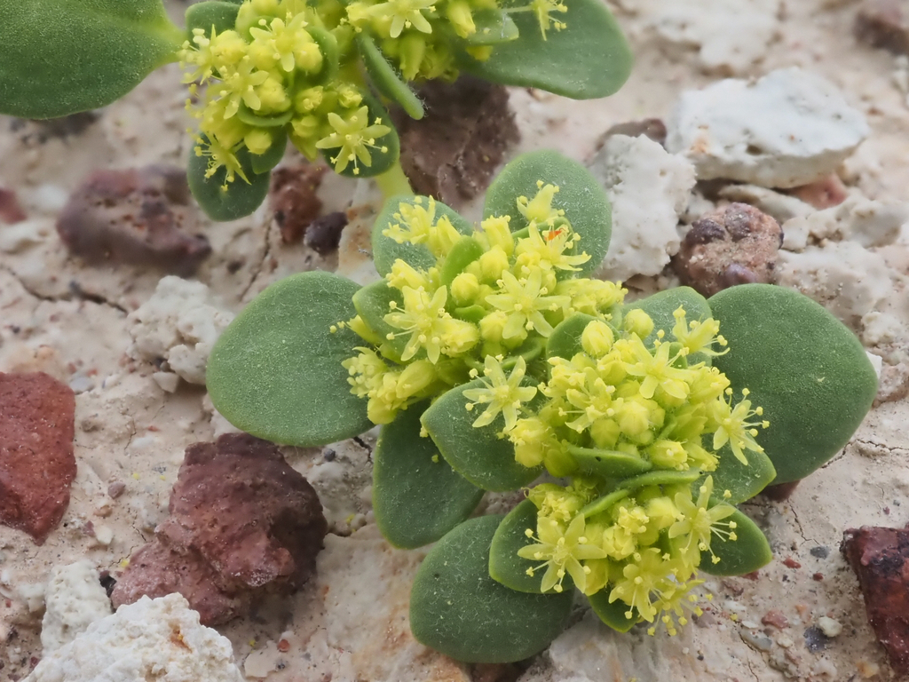 Gilmania sp. (Golden-carpet), native California annual