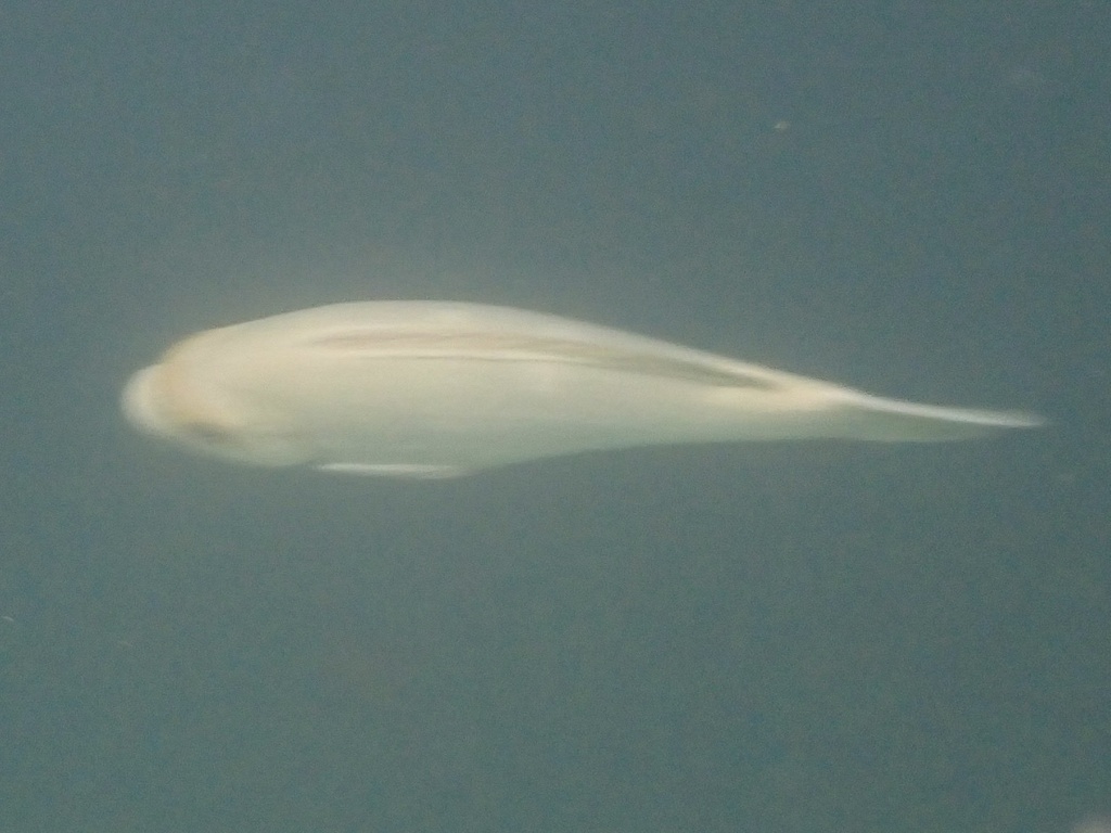 Girella nigricans (Opaleye), California species