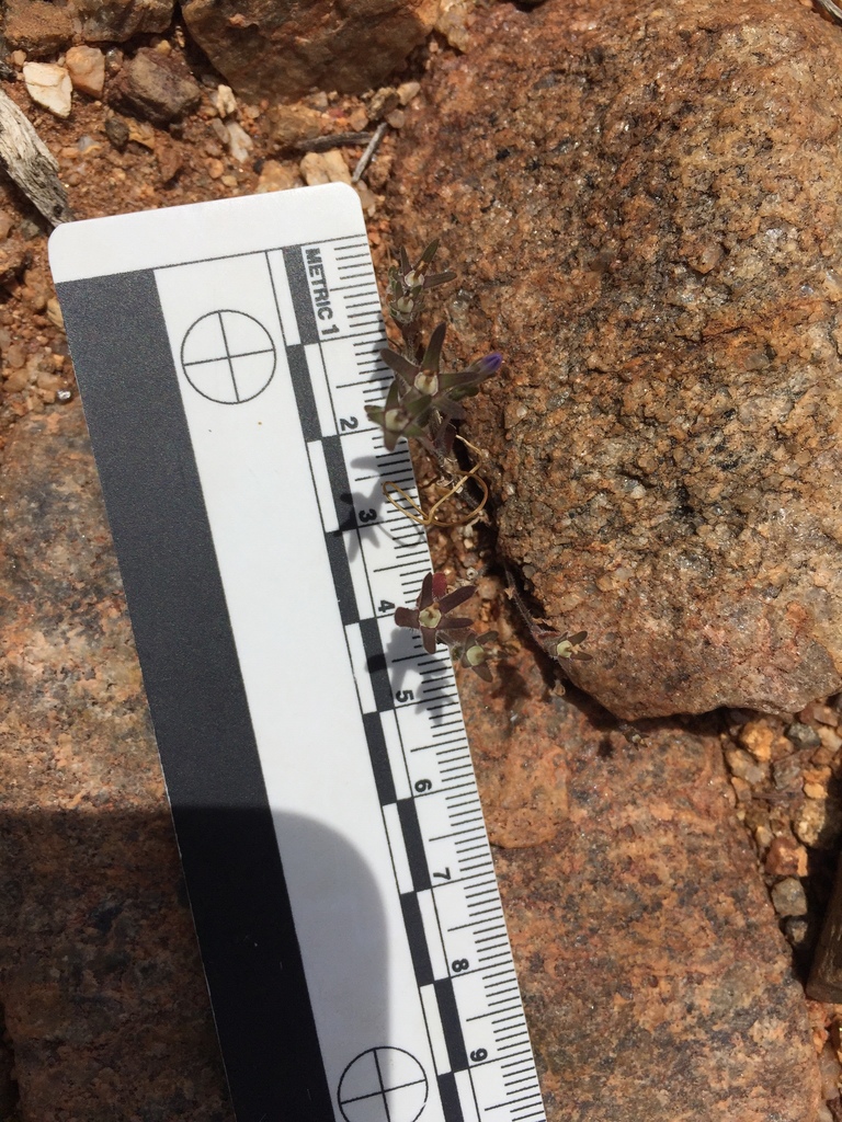 Githopsis diffusa — parent species of Githopsis diffusa subsp. diffusa