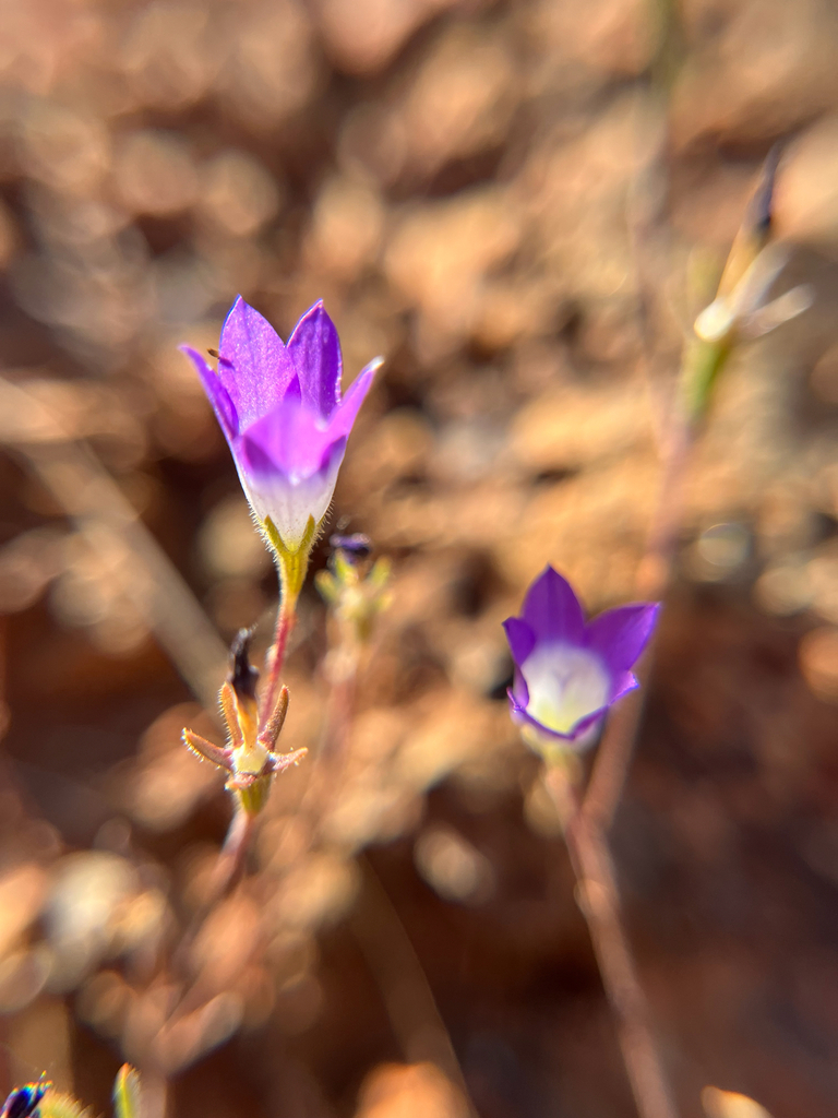 Githopsis pulchella — parent species of Githopsis pulchella subsp. campestris