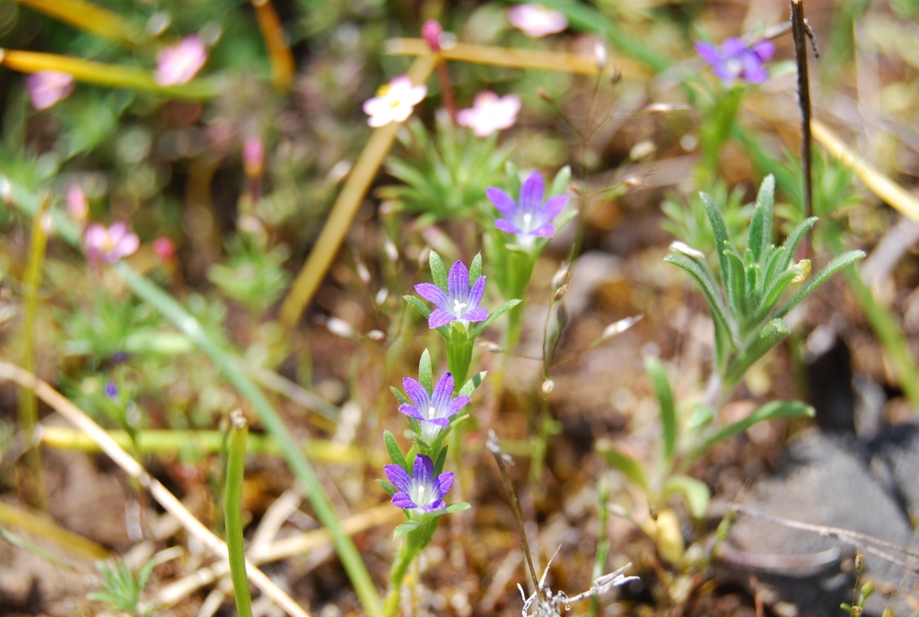 Githopsis sp. (Bluecup), native California annual
