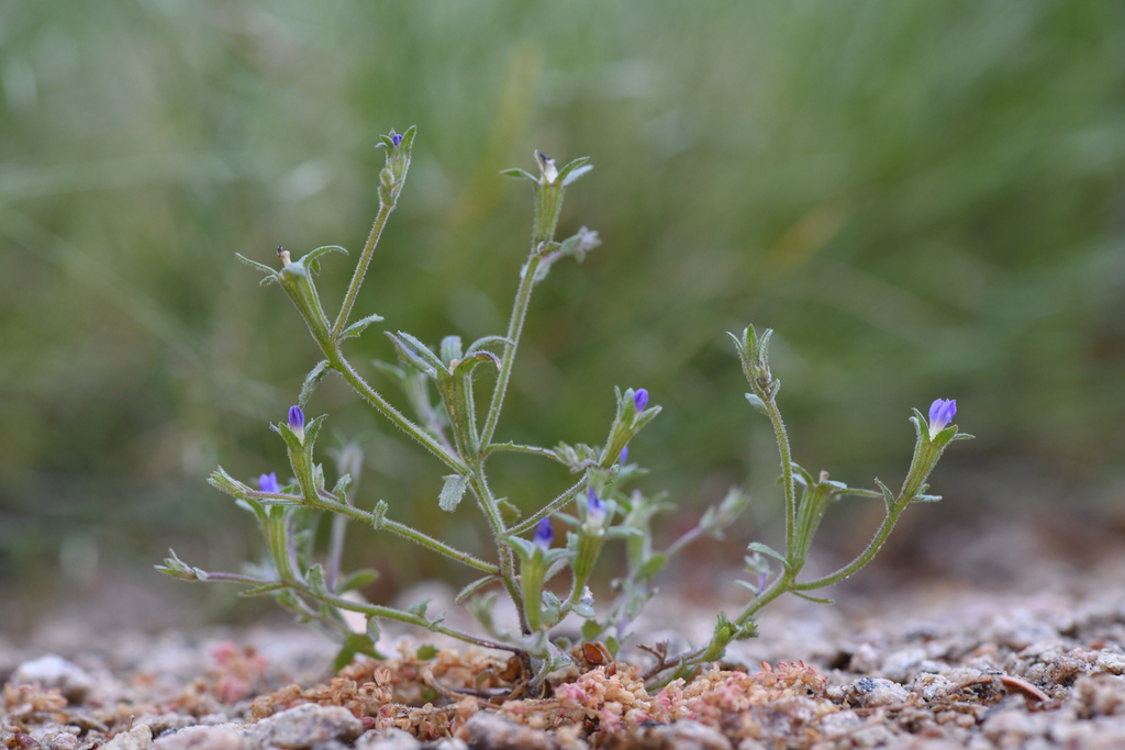 Githopsis tenella (Delicate bluecup), native California herb