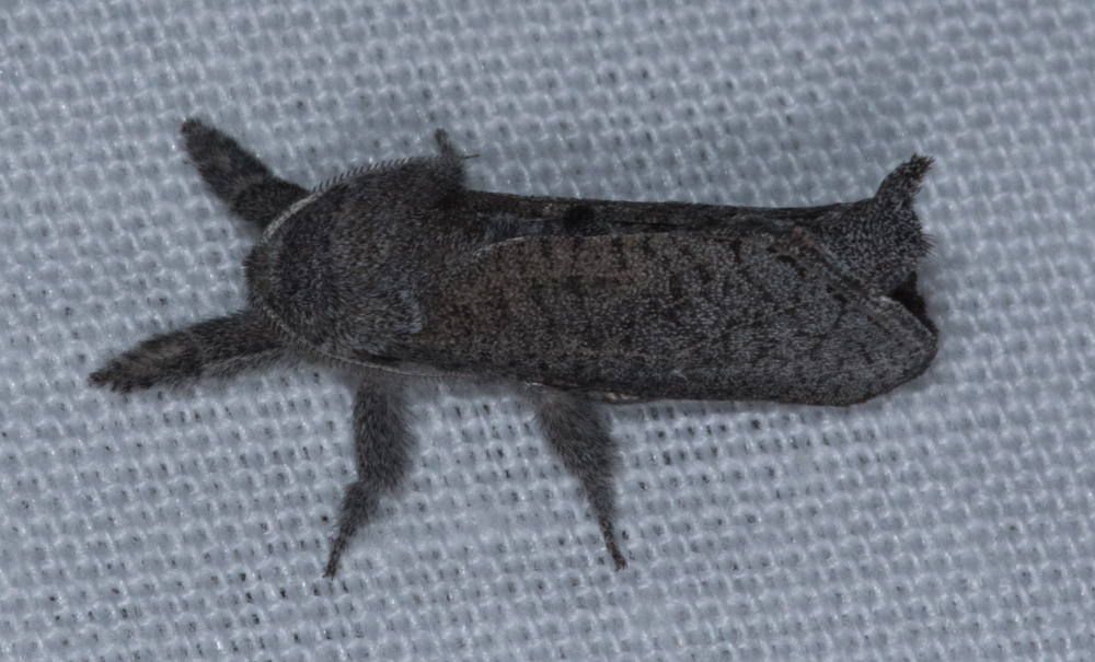 Givira lotta, California species