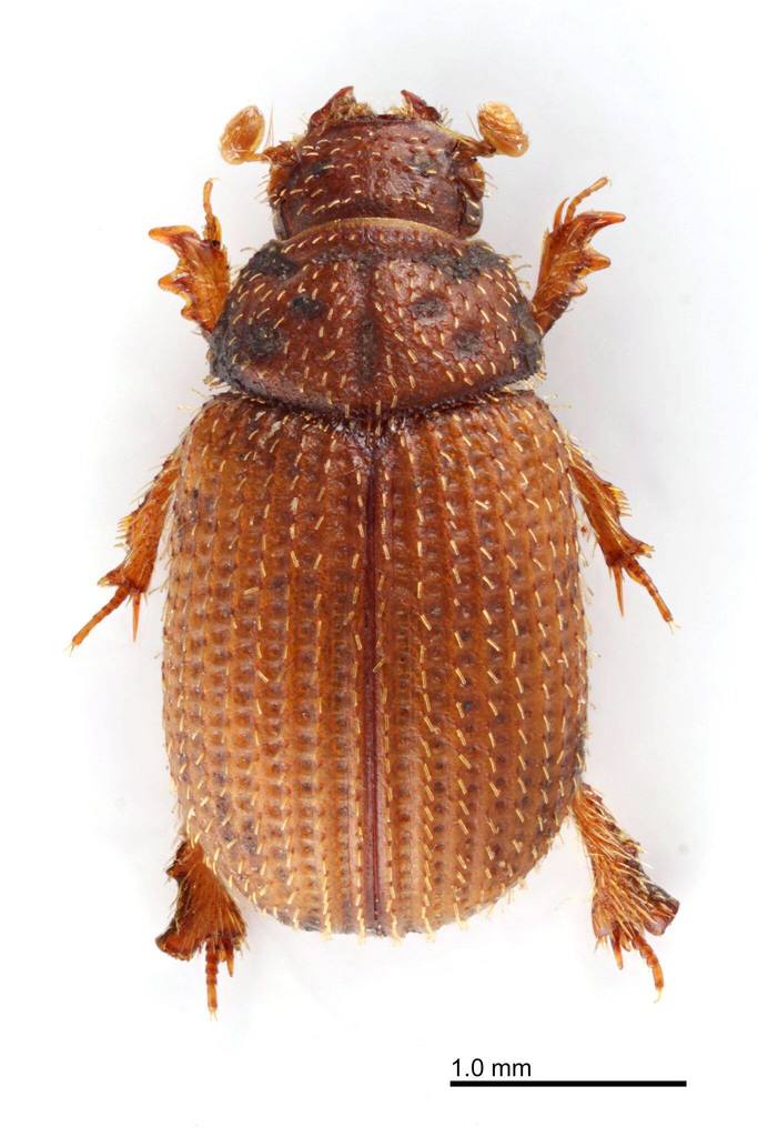 Glaresis arenata (Kelso Dunes Scarab Glaresis Beetle), California species