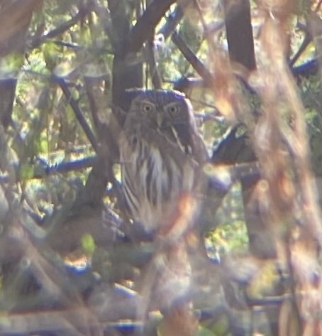 Glaucidium brasilianum cactorum (Cactus ferruginous pygmy-owl), California species