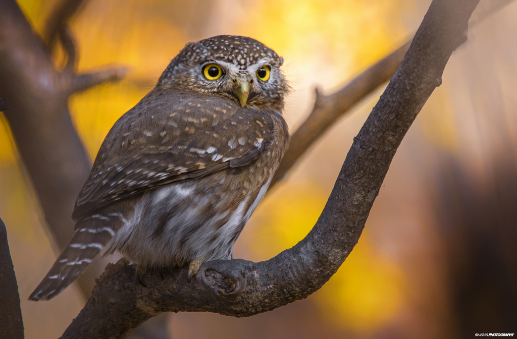 Glaucidium gnoma (Northern Pygmy Owl), California species