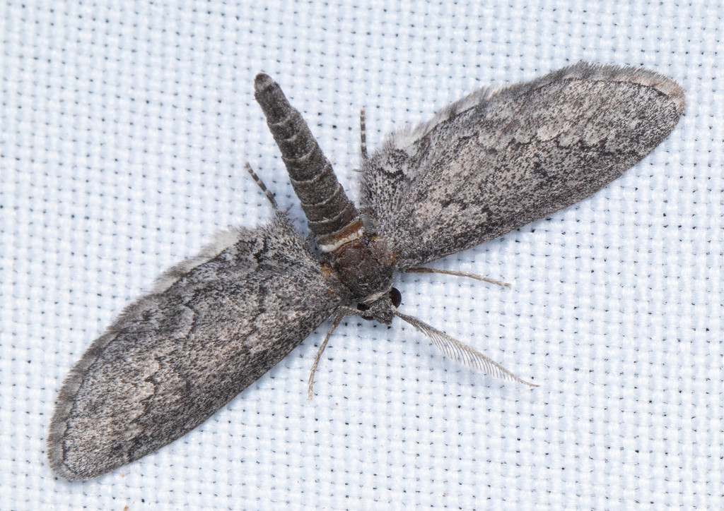 Glaucina eureka, California species