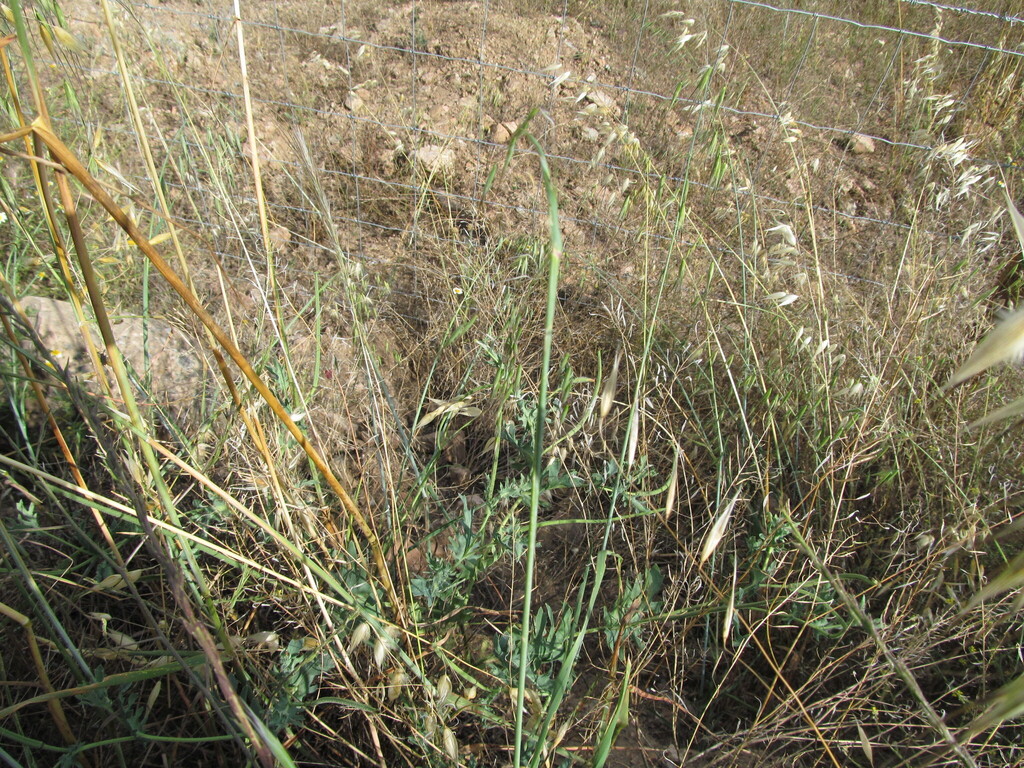 Glaucium flavum (Sea poppy), non-native California herb