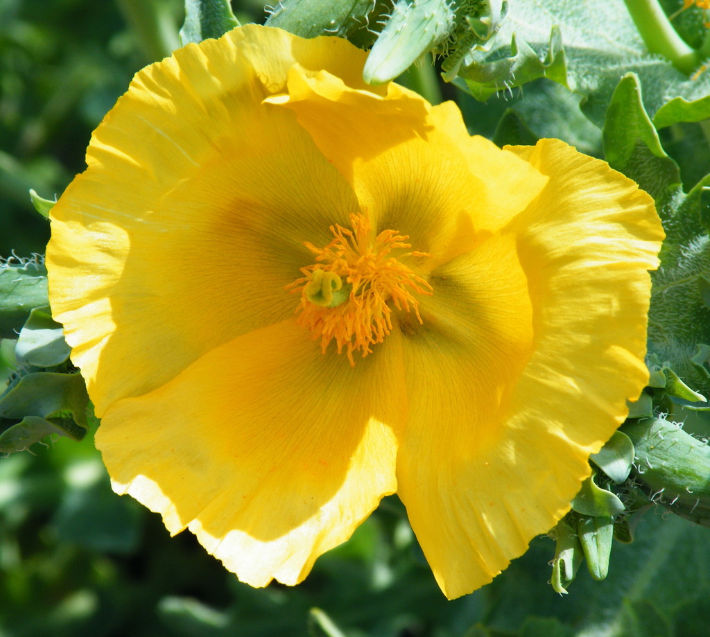 Glaucium sp., non-native California perennial