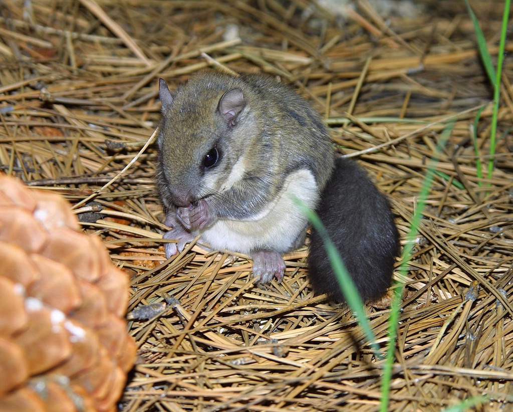 Glaucomys oregonensis californicus (San Bernardino Flying Squirrel), California species