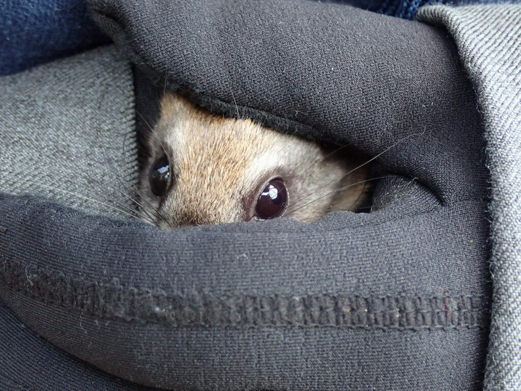 Glaucomys sabrinus (Northern Flying Squirrel), California species