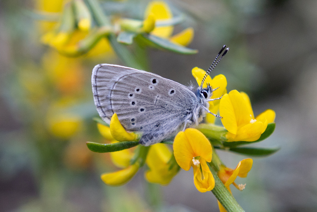 Glaucopsyche lygdamus palosverdesensis (Palos Verdes blue butterfly), California species