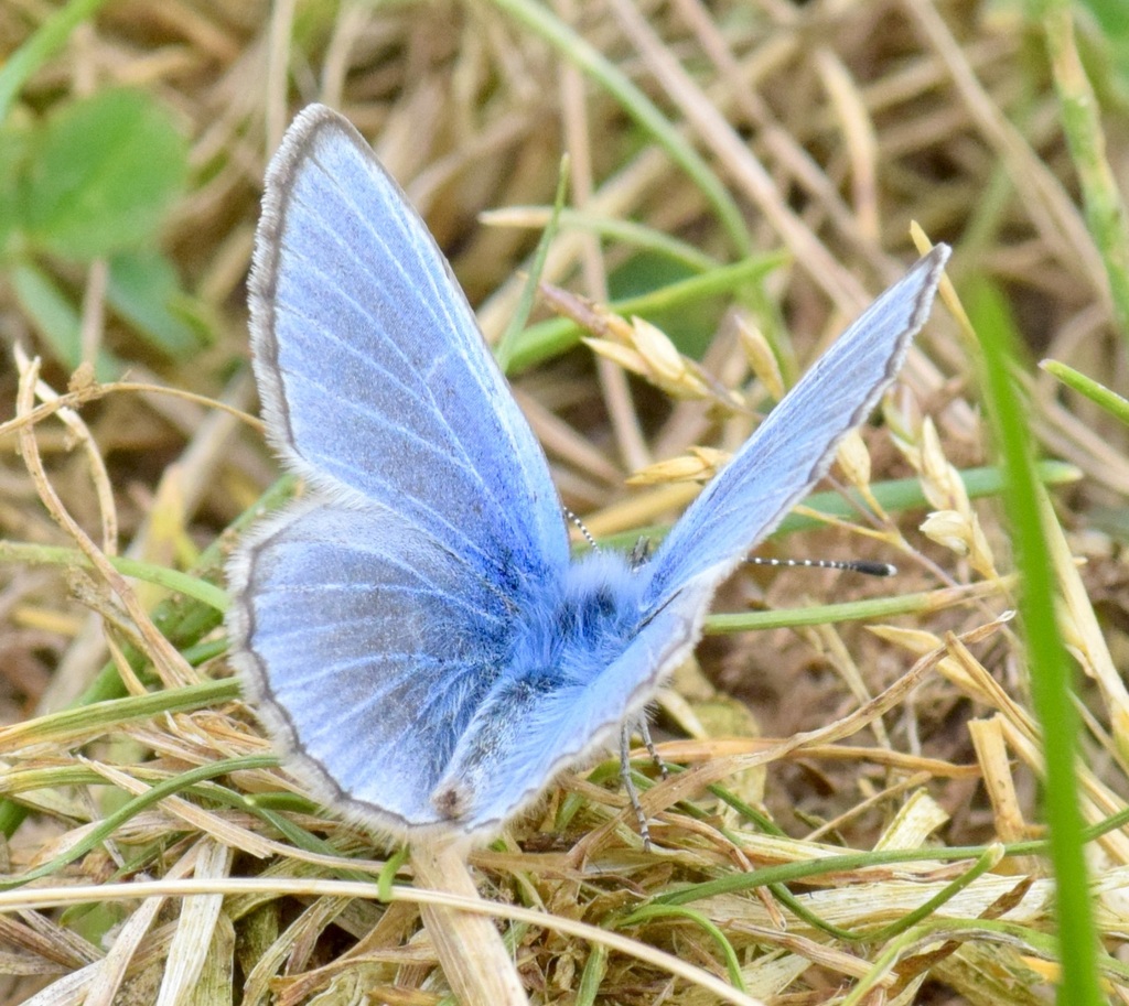 Glaucopsyche lygdamus (Silvery Blue), California species
