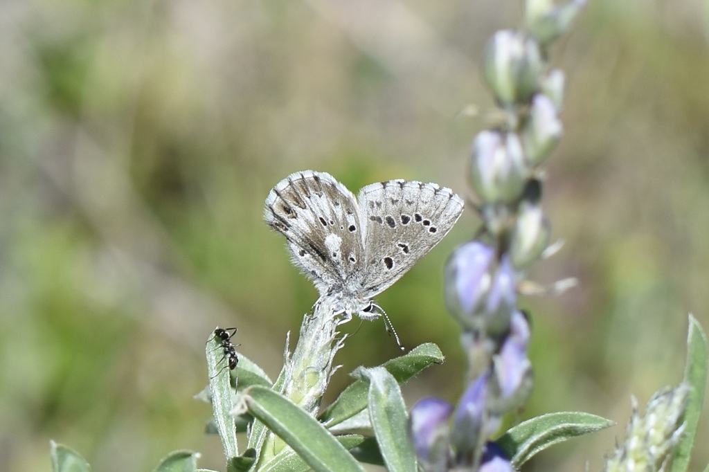 Glaucopsyche piasus (Arrowhead Blue), California species