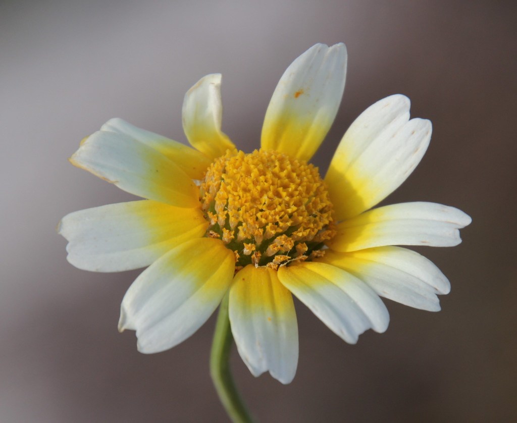 Glebionis coronaria (Garland or crown daisy), non-native California herb