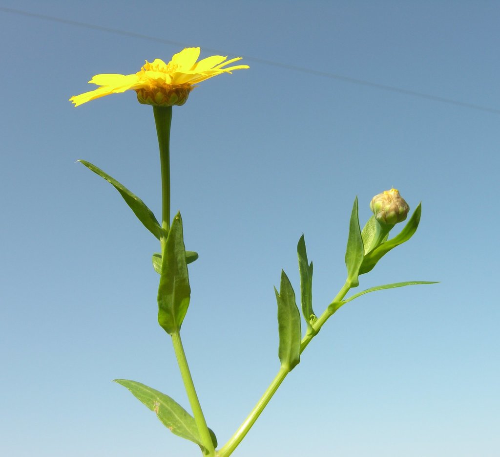 Glebionis segetum (Corn chrysanthemum), non-native California herb
