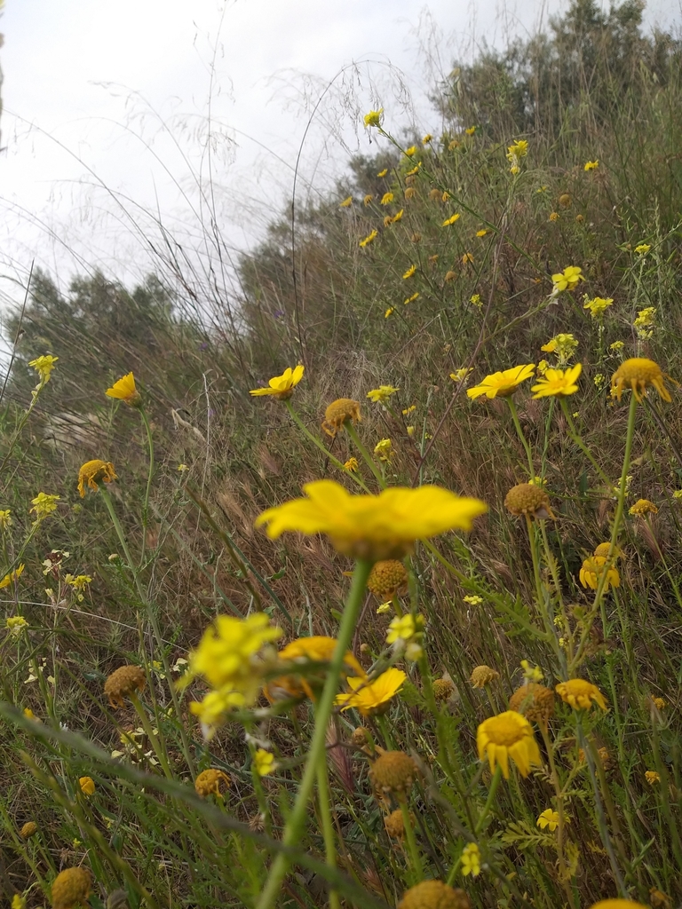 Glebionis sp., non-native California annual