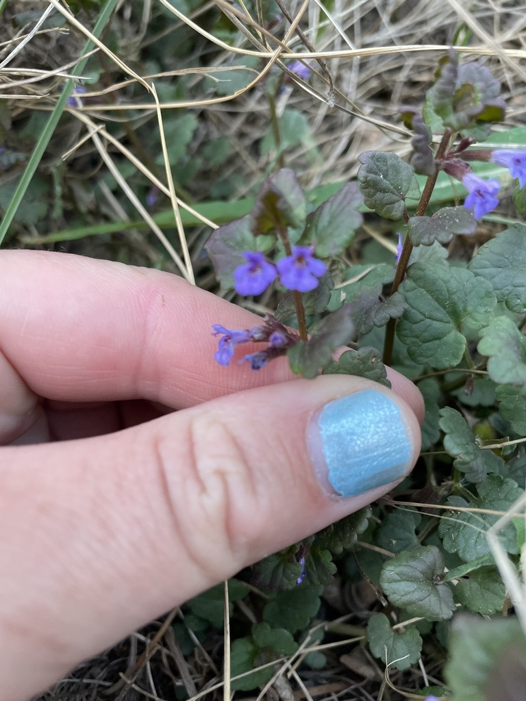 Glechoma hederacea (Ground ivy), non-native California herb