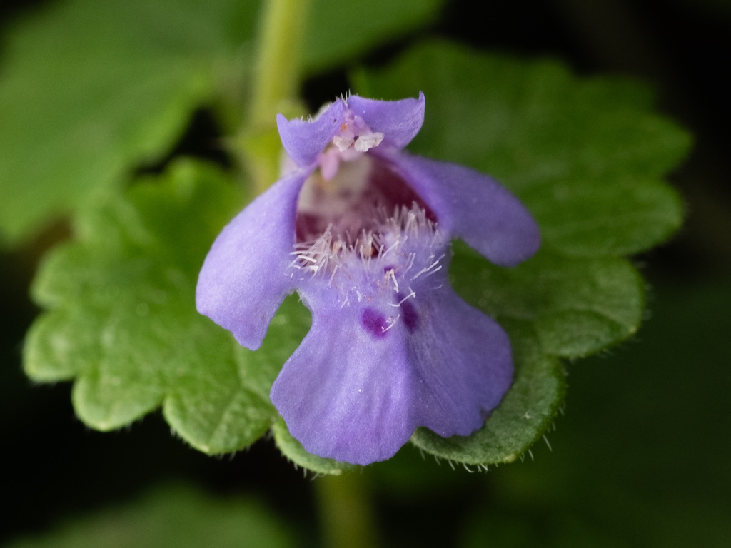 Glechoma sp. (Ground ivy), non-native California perennial