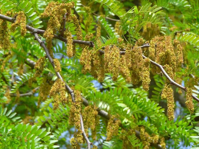 Gleditsia sp. (Honey locust), non-native California tree
