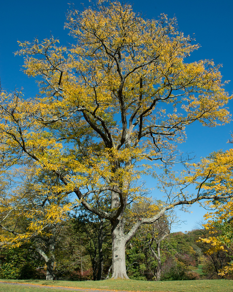 Gleditsia triacanthos (Honey locust), non-native California shrub / tree