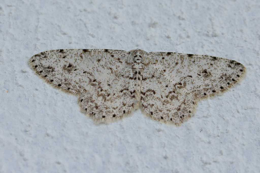 Glena grisearia, California species
