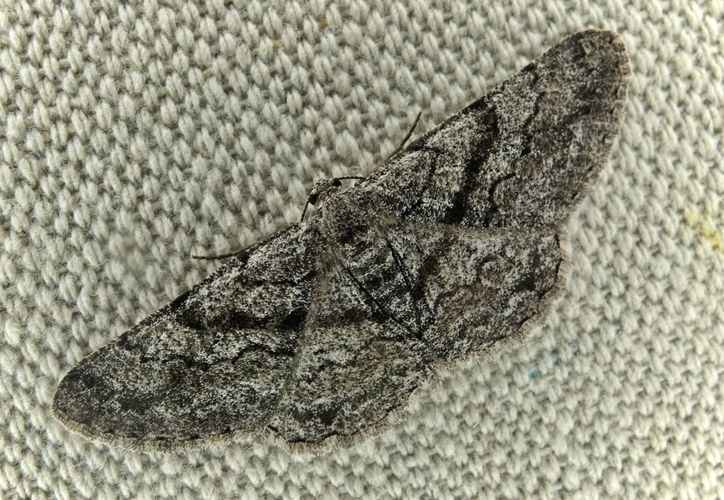 Glena nigricaria, California species