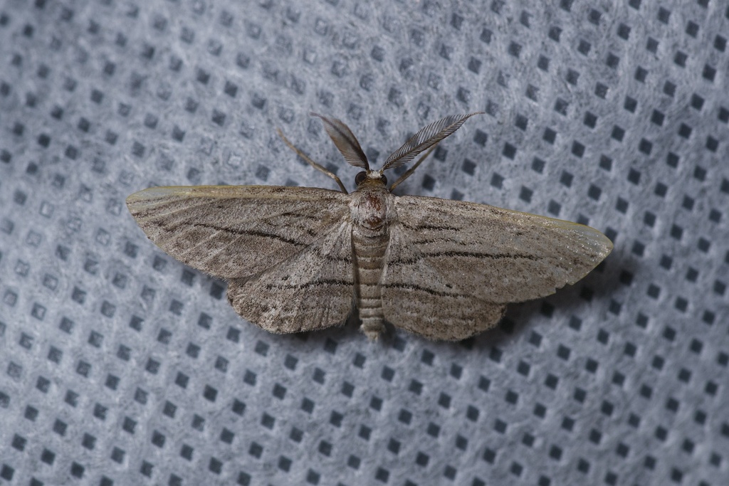 Glena quinquelinearia (Five-lined Gray), California species