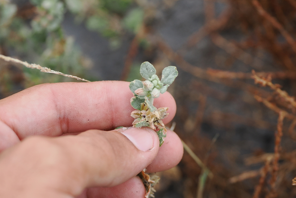 Glinus lotoides (Lotus sweetjuice), non-native California herb