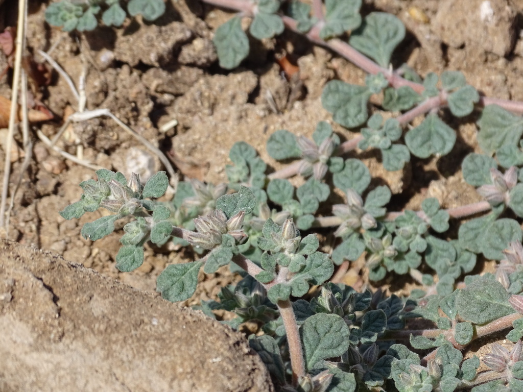 Glinus radiatus (Shining damascisa), non-native California herb